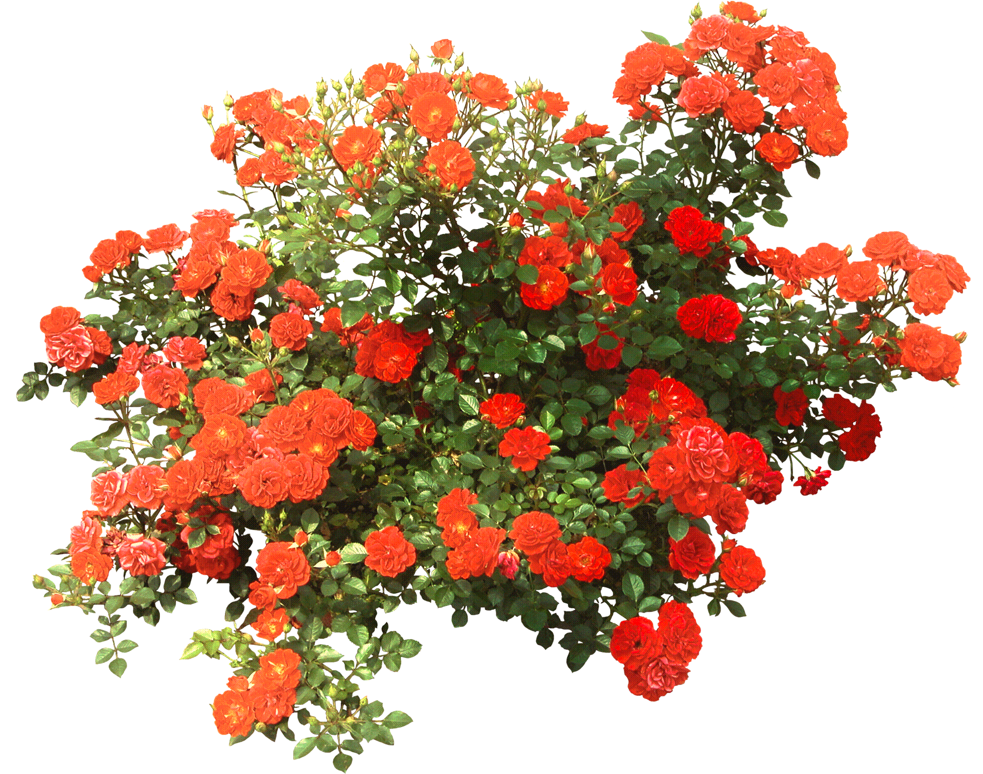 flowery_bush_2