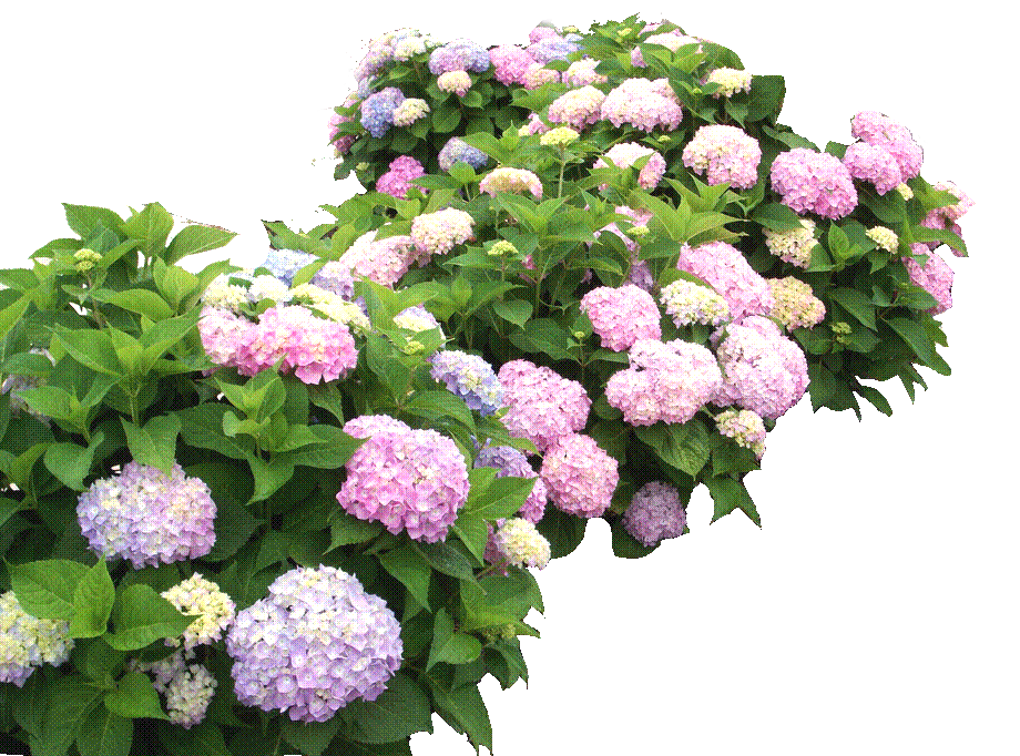 flowery_bush_1