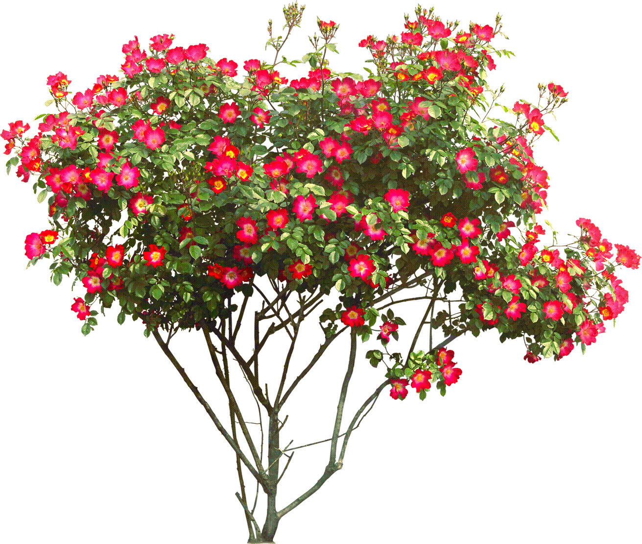 flowery_tree_1