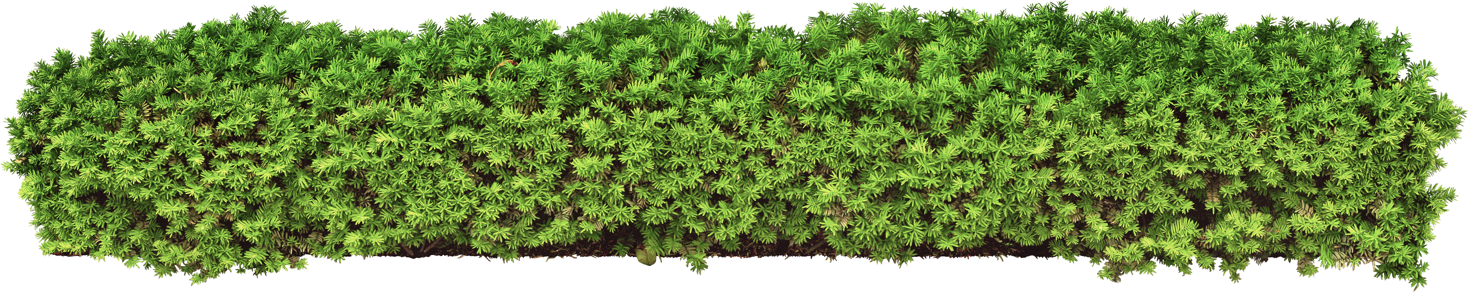 hedge_1