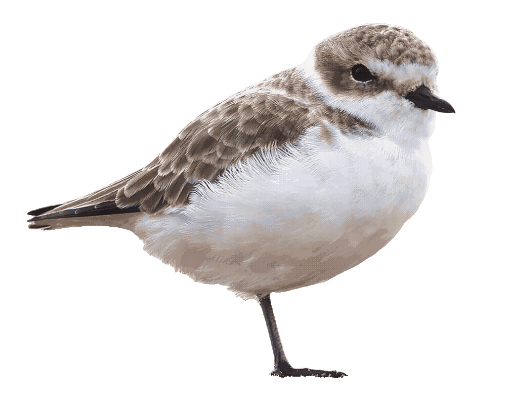 snowy_plover