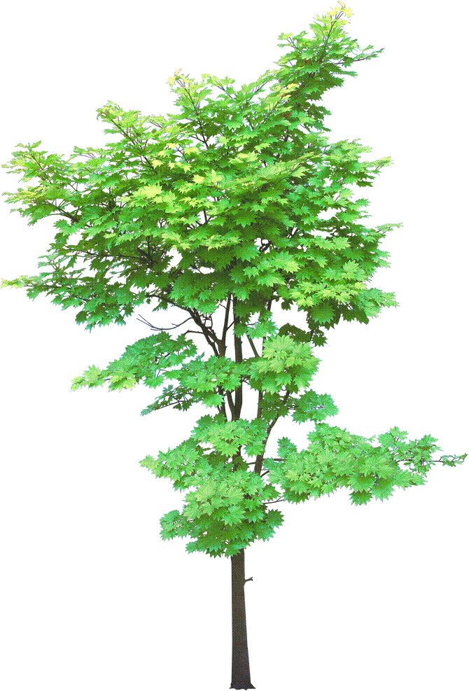 tree_1