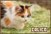 calico