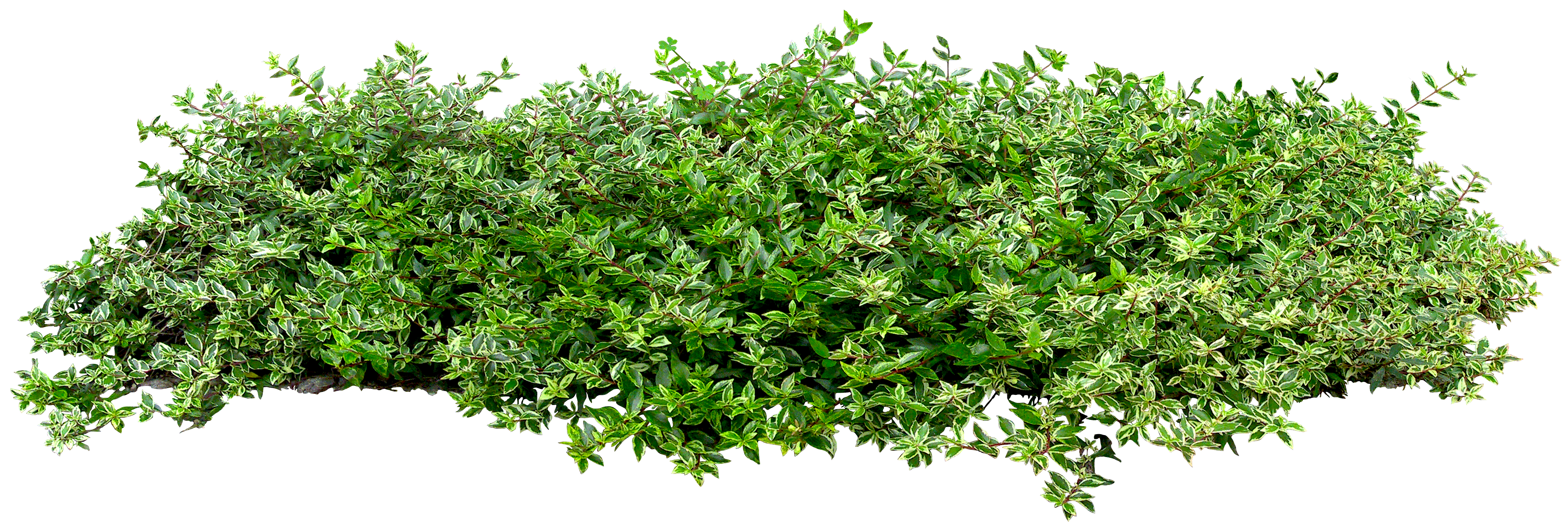 grass