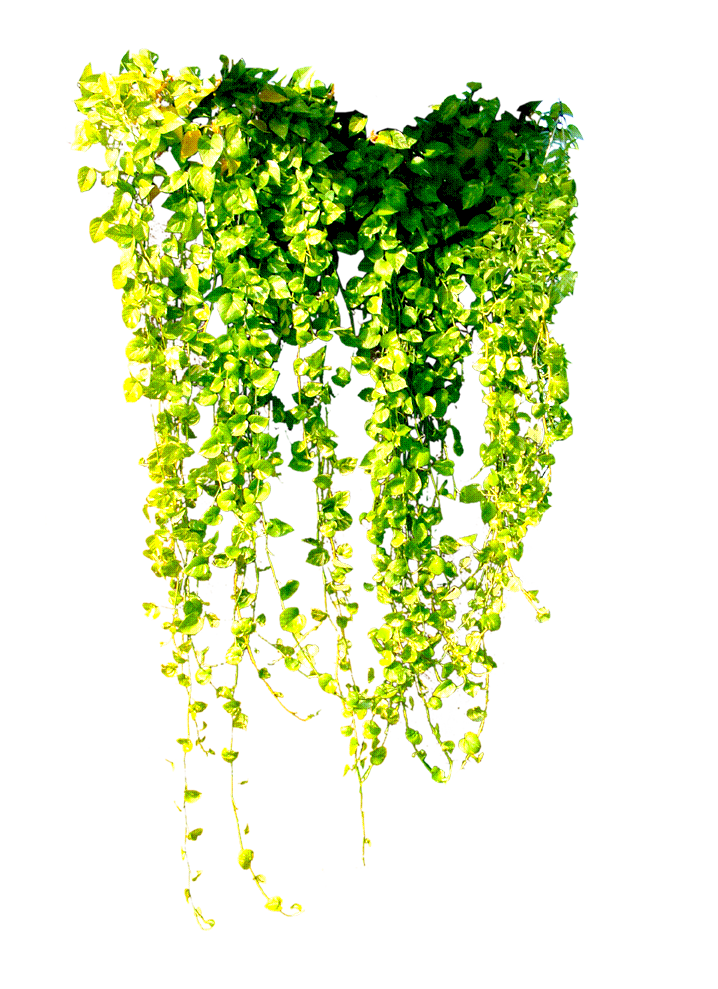 vine_1