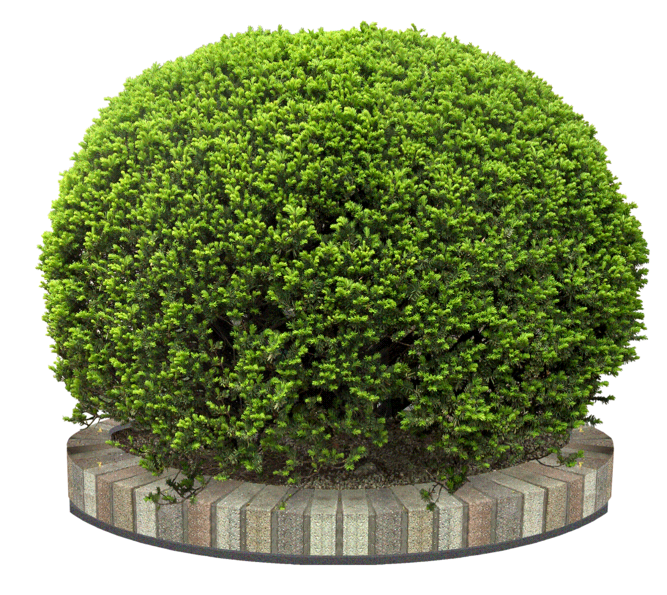 round bush