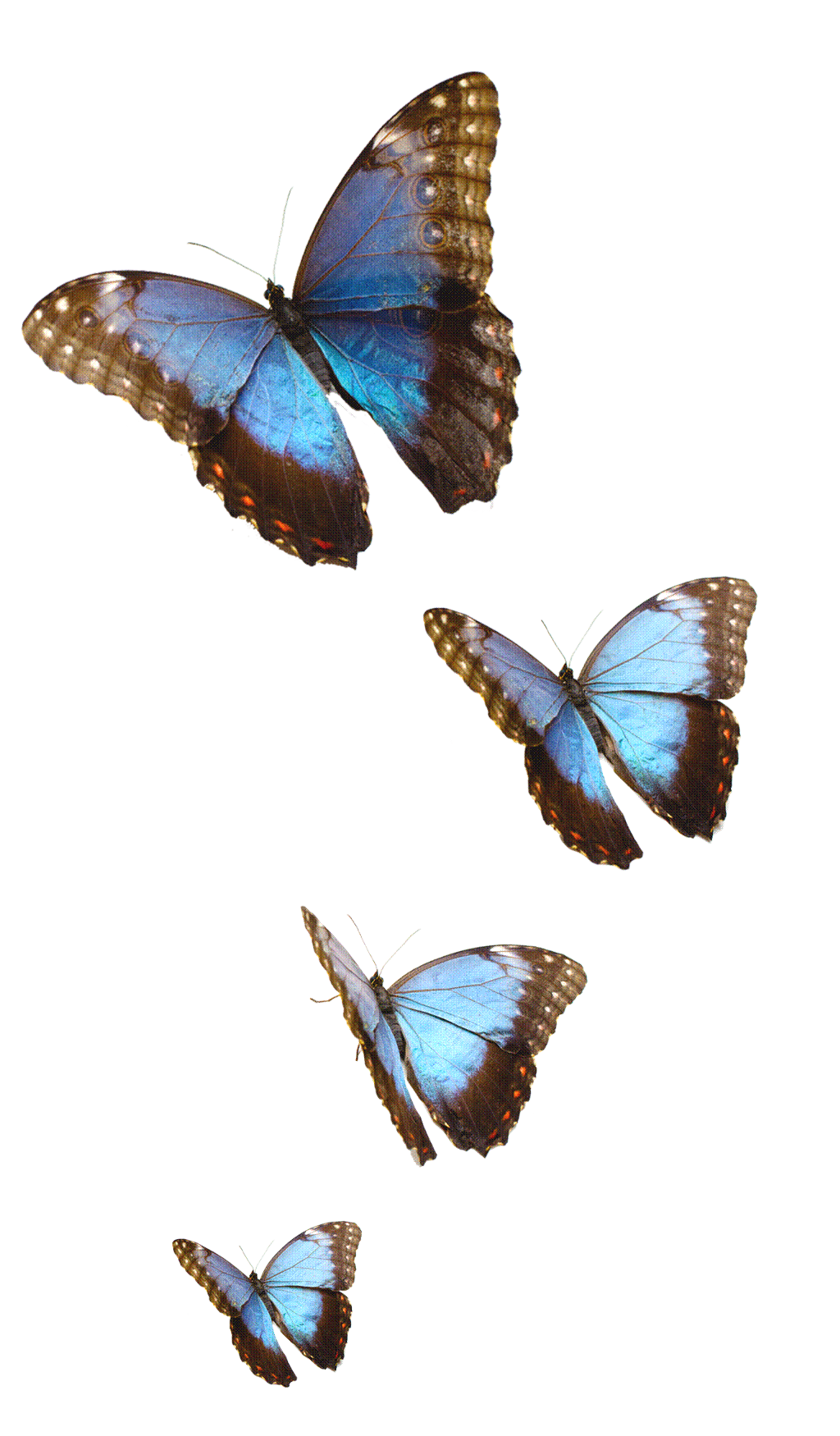 butterflies