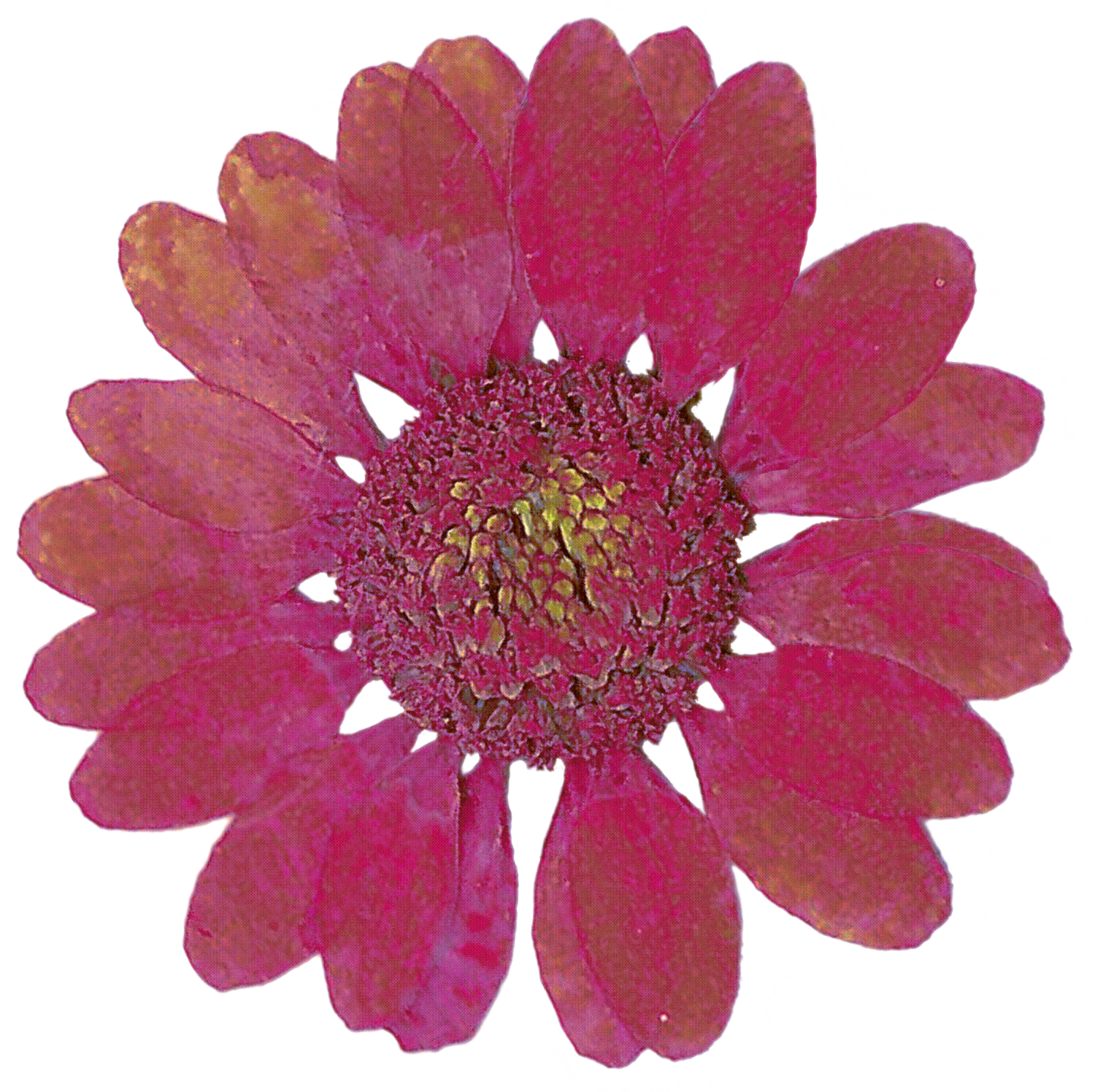 pressed_flower