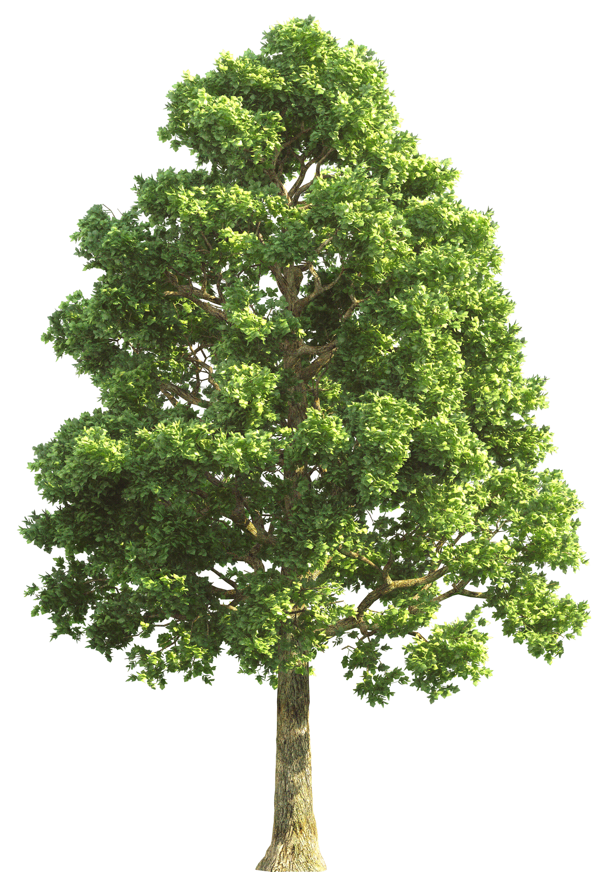 tree_1